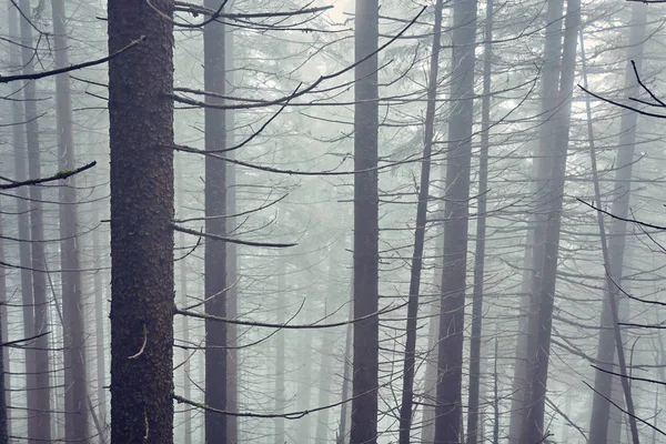 Doğa Panorama Yeşil Orman Dağ Sis Bulutu Seyahat Turizm Çevre — Stok fotoğraf