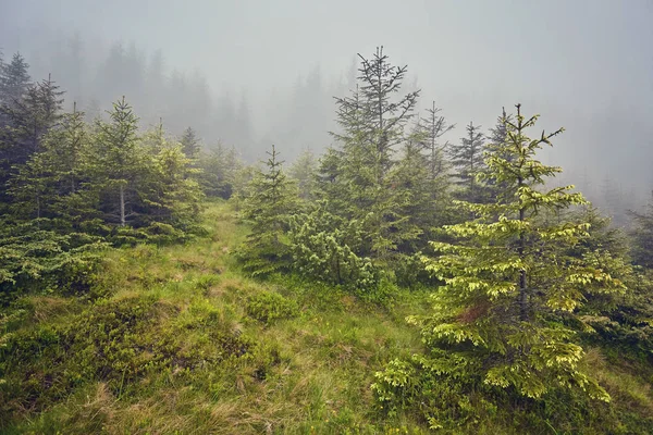 Natureza Panorama Verde Floresta Montanha Nevoeiro Nuvem Viagens Turismo Ambiente — Fotografia de Stock