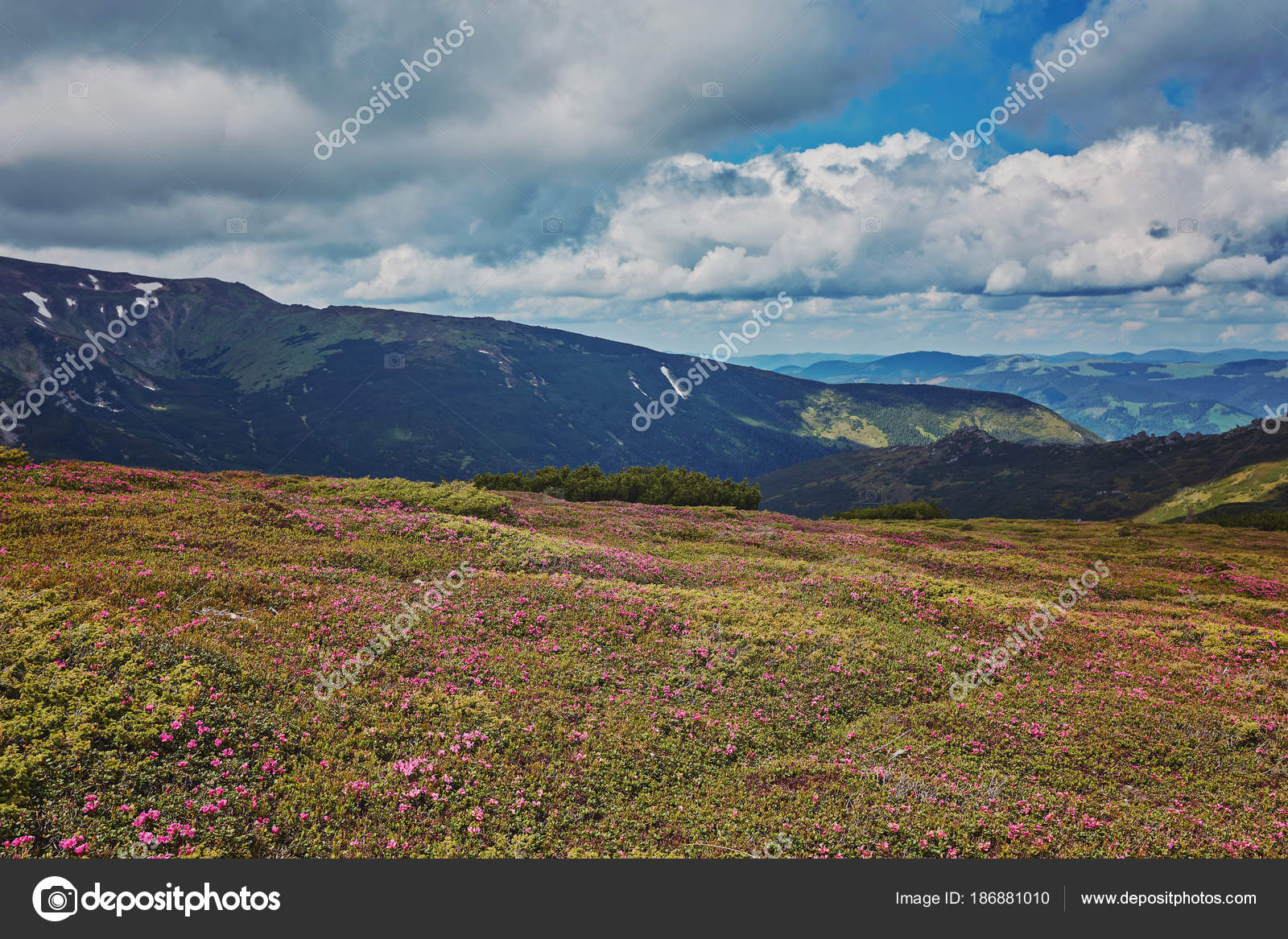 Chemin Montagne Travers Vallée Rhododendron Floraison Sur