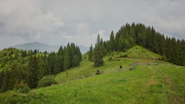 dağlık manzara ormanlık tepeleri ile. bulutlu bir günde güzel yaz sahne