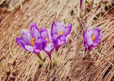 Alp çiğdemler çiçeği dağın zirvesinde Karpatlar dağlarında. Taze güzel mor çiğdemler. Mavi çiğdem yaz aylarında çiçeklenme.