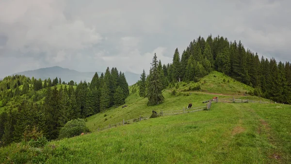 Bergige Landschaft Mit Bewaldeten Hügeln Schöne Sommerkulisse Einem Bewölkten Tag — Stockfoto