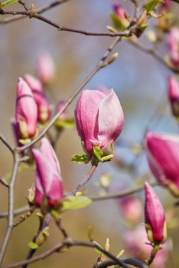 Mor Manolya tomurcuk Botanik Bahçesi içinde makro