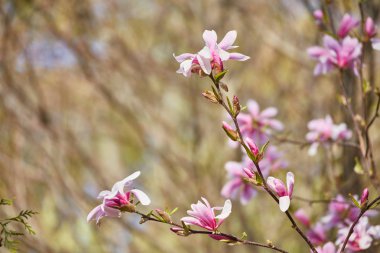 Mor Manolya tomurcuk Botanik Bahçesi içinde makro