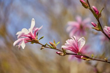 Mor Manolya tomurcuk Botanik Bahçesi içinde makro