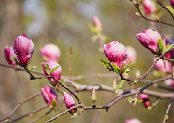 decoration of few magnolia flowers. pink magnolia flower. Magnolia. Magnolia flower