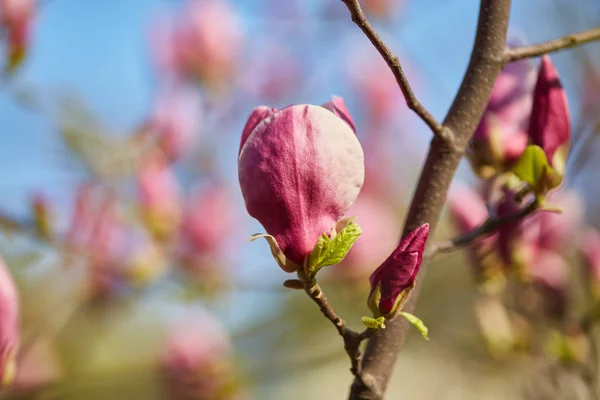 Fioritura Magnolia Fiore Uno Sfondo Fiori Fiore Primavera — Foto Stock