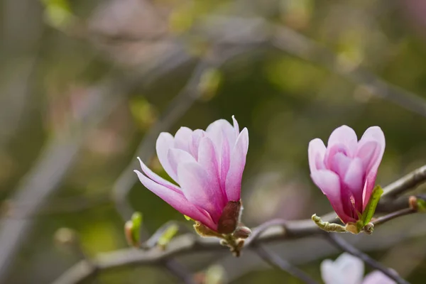 Makro Pąk Fioletowy Magnolia Ogrodzie Botanicznym — Zdjęcie stockowe