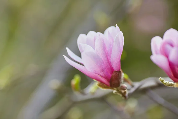 Ozdoba Kilka Kwiatów Magnolii Kwiat Magnolii Magnolia Kwiat Magnolii — Zdjęcie stockowe