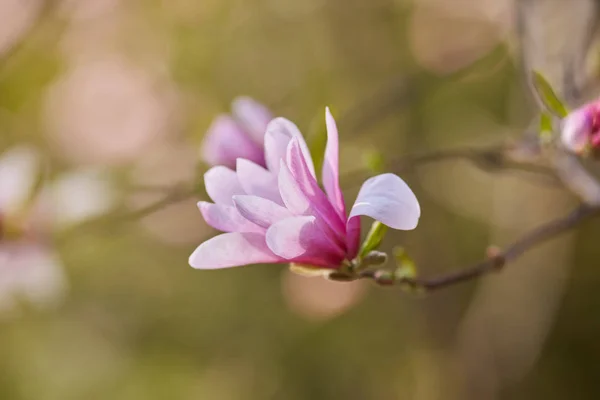 Makro Pąk Fioletowy Magnolia Ogrodzie Botanicznym — Zdjęcie stockowe