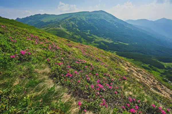Renkli yaz günbatımı Karpat Dağları'nda