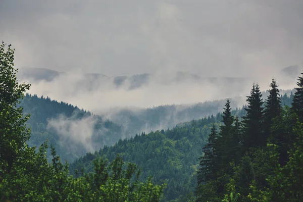 Nature Panorama Vert Forêt Montagne Brouillard Nuage Voyage Tourisme Environnement — Photo