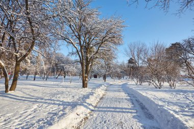 Kış günü bir çam ormanı içinde