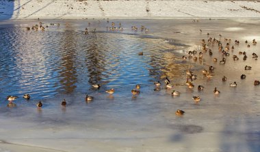 Yaban ördekleri Nehri üzerinde