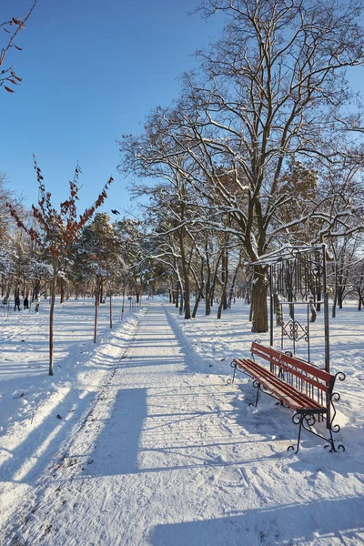 Зимний красивый парк со множеством больших деревьев скамейки — стоковое фото