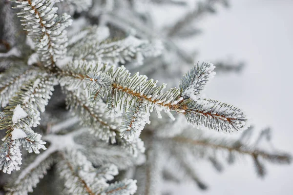 Vinterlandskap. På grenar av Gran finns det stora ansamlingar av snö. — Stockfoto