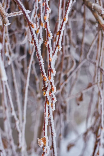 Rami di salice invernale da vicino — Foto Stock