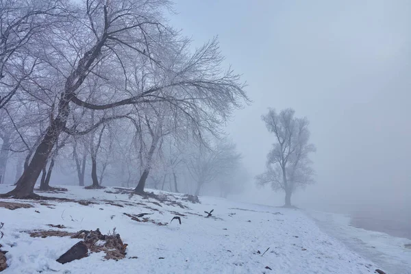 Beyaz Frost güzel ağaçlar — Stok fotoğraf