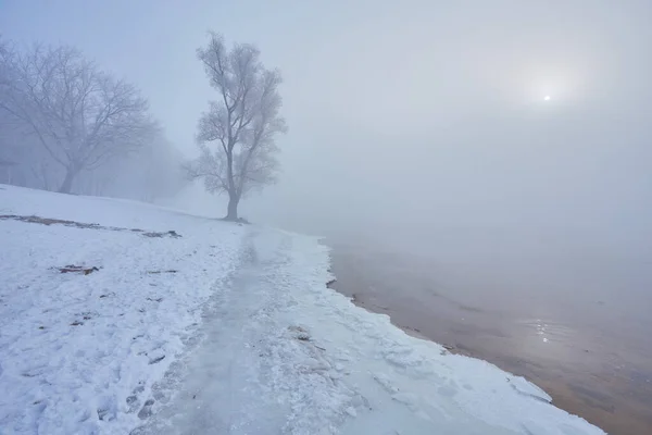 Rivière d'hiver avec un arbre solitaire recouvert de givre — Photo
