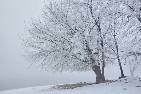 Beyaz Frost güzel ağaçlar — Stok fotoğraf