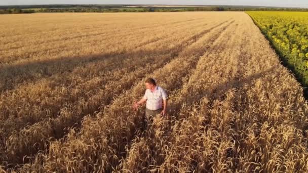Bauer Steht Auf Einem Weizenfeld Und Betrachtet Die Ernte — Stockvideo