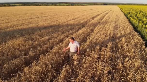 Agricoltore Piedi Campo Grano Guardando Raccolto — Video Stock