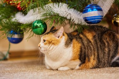 Noel süslerinin yanındaki ağaçta oturup çelenge bakan sevimli bir kedi..