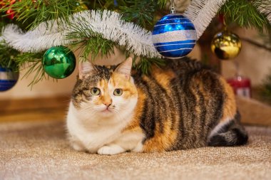 Noel süslerinin yanındaki ağaçta oturup çelenge bakan sevimli bir kedi..