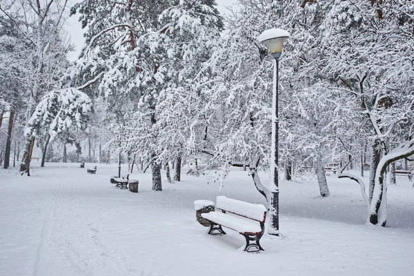 Benches Winter City Park Filled Snow Snow Covered Trees — Stock Photo, Image