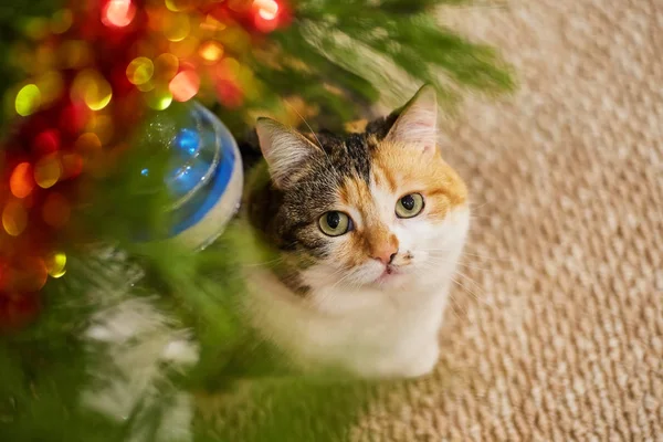 Ładny Kot Siedzi Drzewie Pobliżu Świątecznych Dekoracji Patrząc Girlandę — Zdjęcie stockowe