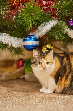 Noel süslemelerinin yakınındaki ağaçta oturan sevimli kedi ve...