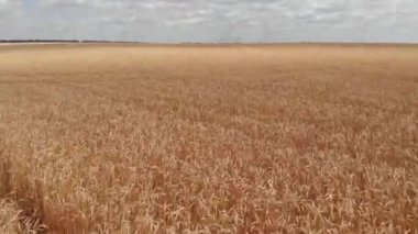 Güzel tarım alanının hava görüntüleri