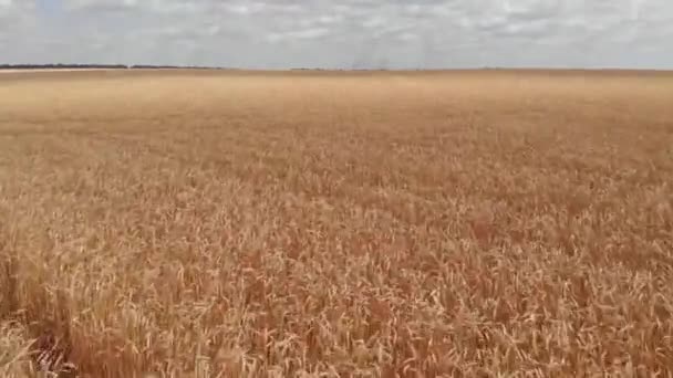 Luchtfoto Van Prachtig Landbouwgebied — Stockvideo