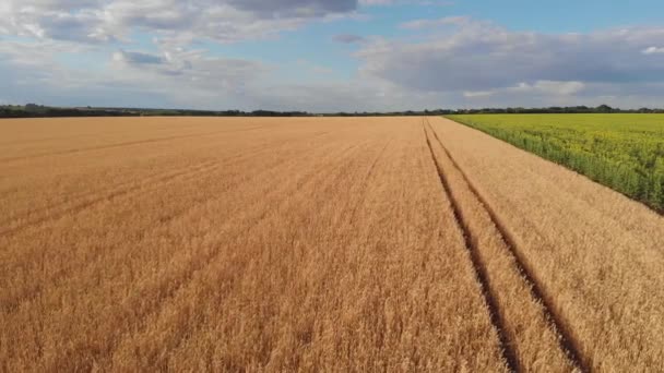 Воздушные Кадры Фермера Стоящего Пшеничном Поле — стоковое видео