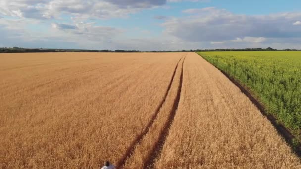 Luftaufnahmen Eines Bauern Der Auf Einem Weizenfeld Steht — Stockvideo