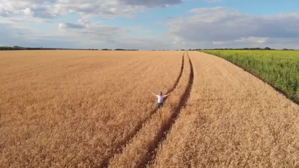 Letecké Záběry Zemědělce Stojícího Pšeničném Poli — Stock video