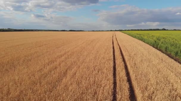 Flygbilder Från Ett Vackert Jordbruksfält — Stockvideo