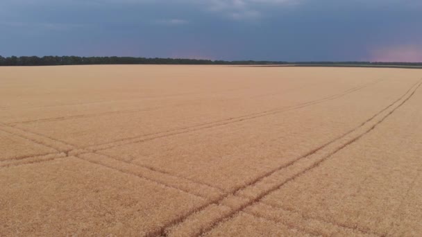 Luftaufnahmen Von Schönen Landwirtschaftlichen Feld — Stockvideo