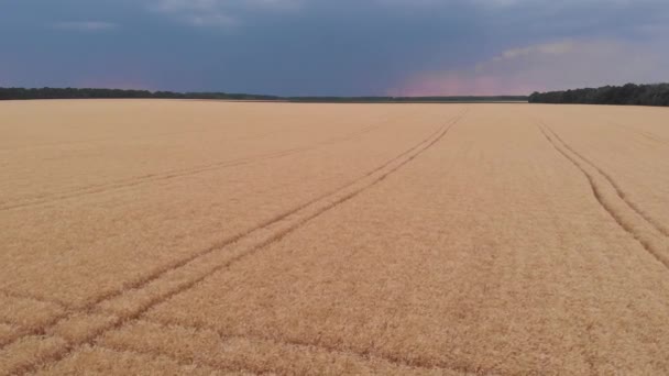 Luftaufnahmen Von Schönen Landwirtschaftlichen Feld — Stockvideo