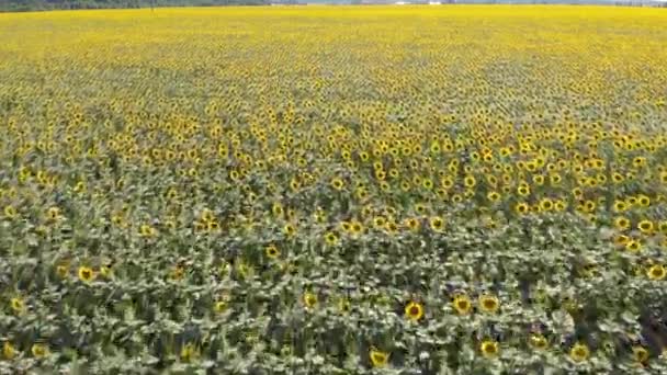 Luftaufnahmen Von Schönen Sonnenblumenfeld — Stockvideo