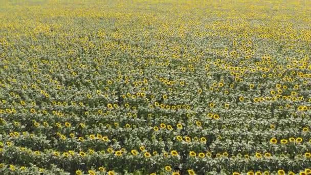 Imagens Aéreas Belo Campo Girassol — Vídeo de Stock