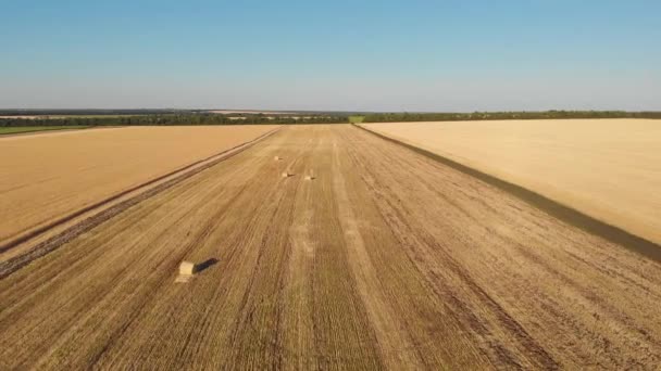 Légi Felvétel Gyönyörű Mezőgazdasági Területen — Stock videók