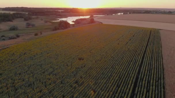 Zdjęcia Lotnicze Pięknego Pola Rolnego — Wideo stockowe
