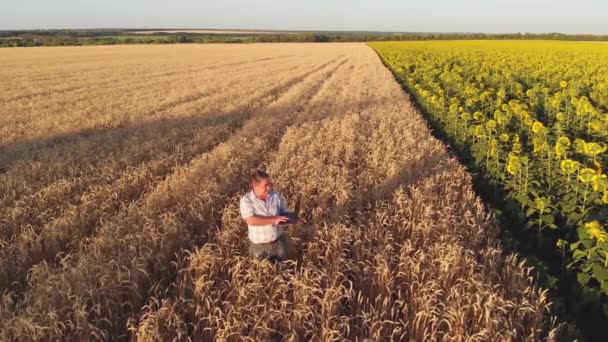 Imágenes Aéreas Del Agricultor Parado Campo Trigo — Vídeos de Stock