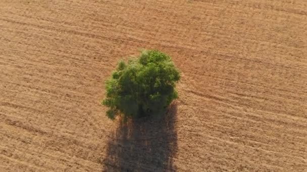 Аерофотознімки Красивого Сільськогосподарського Поля — стокове відео