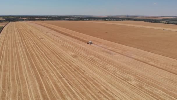 Luchtbeelden Van Oogsten Combineren Het Veld Akkerbouwgewassen — Stockvideo