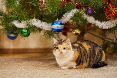 Noel süslerinin yanındaki ağaçta oturup çelenge bakan sevimli bir kedi..