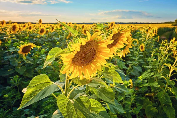 Girasoles que florecen en el cielo azul brillante —  Fotos de Stock