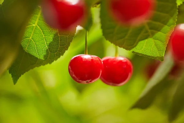 Czerwone jagody sweet Cherry na oddział — Zdjęcie stockowe