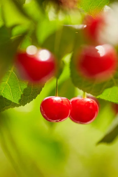 Dolce ciliegia bacche rosse su un ramo d'albero — Foto Stock